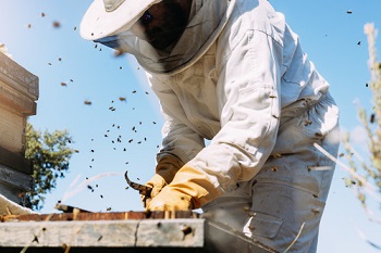 Hoe wordt een wespennest verwijderd? 